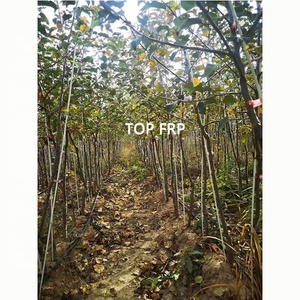 Fiberglass Stick Used for Fruit Tree Support - Product Image 4