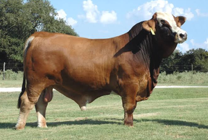 Ganado Simmentaler para Compra al por Mayor y Comercio Global B2B de Ganado - Product Image 6