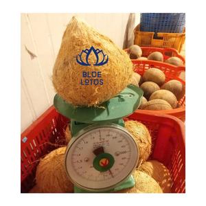 ส่งมอบทันที มะพร้าวสดแบบกึ่งปอกเปลือก สะอาด ปลอดภัย เกรดส่งออก สำหรับเตรียมอาหารและจัดแสดงขายปลีก จากมะพร้าวคัดสรรคุณภาพ - Product Image 1