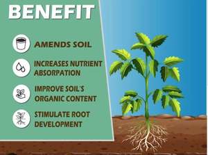 Fertilizante Orgánico de Aceite de Ricino Certificado, en Polvo, de Alta Calidad, Prensado en Frío, del Sur de la India, de Productores del Sur de la India - Product Image 3