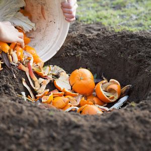Probiotiques à base de culture microbienne pour le compostage des déchets solides municipaux - Product Image 5
