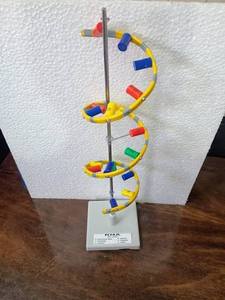 Kit de modelo de ADN colorido, estructura molecular de doble hélice 3D, material didáctico, suministro para demostración en laboratorio - Product Image 1