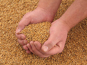 Grano de Trigo Seco 100% Natural de Primera Calidad para Alimentación Animal, Ganado, Aves de Corral, Suministro a Granel para Exportación, 12 Meses - Product Image 2