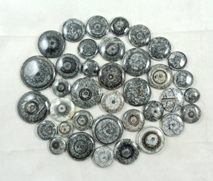 Top qualité naturel beau fossile orthoceras lâche pierres précieuses Cabochon guérison fossile pierres précieuses en gros pierres précieuses - Product Image 1