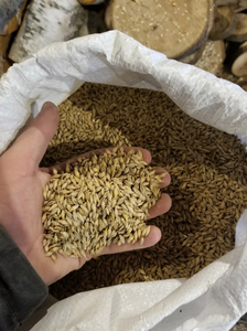 Grano de Cebada Maltada Seca para Cocinar, Procesamiento de Alimentos y Alimentación Animal, Suministro a Granel - Product Image 3