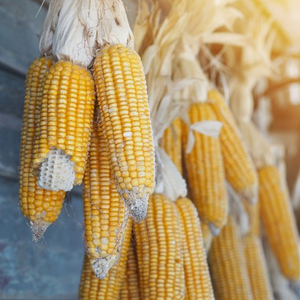 Maïs d'exportation, maïs à vendre, prix de gros, qualité jaune premium, maïs jaune séché en sacs, haute qualité, maïs blanc du Royaume-Uni AD 20 kg - Product Image 3