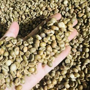 Granos de Café Crudo de Buena Calidad de Vietnam, Grado AA Plus, Bolsas de 60 kg, 95 a 99% de Pureza, Exportación de Fábrica de Alta Calidad - Product Image 6