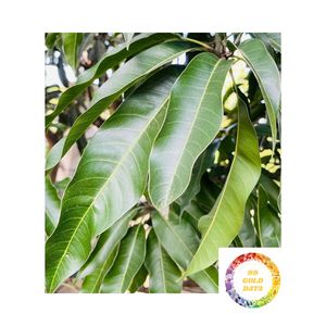 ใบมะม่วงอบแห้งคุณภาพสูงจากเวียดนาม ชาสมุนไพรแบบหลวม บรรจุภัณฑ์แบบกำหนดเองสำหรับขายส่งซูเปอร์มาร์เก็ต - Product Image 5