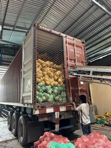 น้ำมะพร้าวพรีเมียมออร์แกนิคเกรดพรีเมียม มะพร้าวสดปอกเปลือกบางส่วน มะพร้าวดิบสุกแห้ง สำหรับโรงงานน้ำมันมะพร้าวและนมมะพร้าว ขายส่ง - Product Image 3