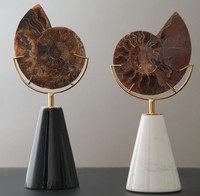 Escultura Moderna de Amonita Fósil, Pieza de Arte Decorativa Ecológica para el Hogar, Ideal para Exhibición en Mesa de Sala de Estar en Diwali