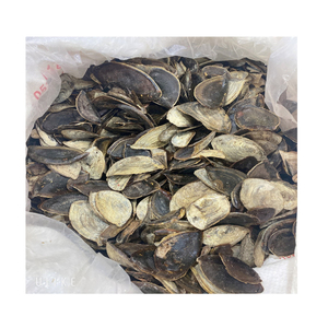 Opercules de coquillages marins naturels pour projets artistiques éducatifs et travaux manuels scolaires - Product Image 5