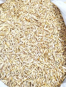 Avena Integral para Alimentación Animal |   Avena cruda a granel |   Proveedor de Granos de Avena |   Reen Traders - Product Image 1