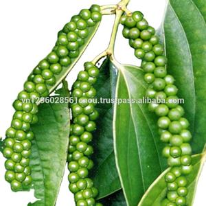 VENTA DE PIMIENTA NEGRA A GRANEL DE VIETNAM-LA MEJOR CALIDAD DE FÁBRICA CON EL MEJOR PRECIO _ JENIFER W/A - Product Image 2