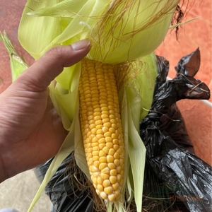 Ensilaje de Maíz Listo para Exportación para Compradores de Alimento Animal, Ensilaje de Maíz Amarillo para Ganado Lechero, Ensilaje de Maíz Premium al por Mayor - Product Image 2