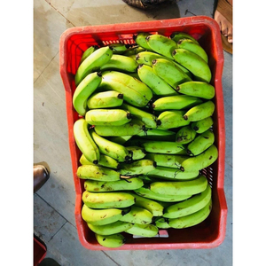 Bananes Cavendish vertes de qualité supérieure, fraîches, de qualité export, brutes, pour la cuisson, la friture, les chips et la vente en gros - Product Image 6