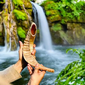 Shofar Trompeta de Cuerno de Carnero Extra Grande, Pulido a Mano, de Israel, Natural, 21-22 Pulgadas, Sonido Profundo - Product Image 3