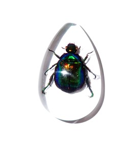 Cabochon en plastique de spécimen réel de scarabée coloré, taille poire, 46x30 mm, fond plat transparent, pour artisanat et fabrication de bijoux - Product Image 3
