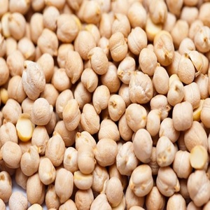 Garbanzos Kabuli Secos al por Mayor, Alta Calidad, 99% de Pureza, Grado Alimenticio, Calidad Premium para Exportación, Empaque a Granel a Bajo Precio - Product Image 2