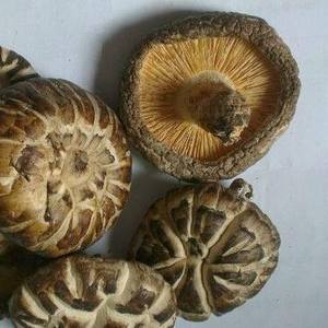 Fabricant en gros de champignons séchés, champignons shiitake entiers séchés, prêts à être expédiés - Product Image 2