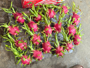 ผลไม้มังกรสดจากเวียดนามเนื้อสีขาวและสีแดงเกรดส่งออกมีจำหน่ายรสหวานส่งทางเรือหรืออากาศ - Product Image 6