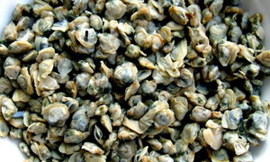 Carne de Almeja Bebé Vietnamita Premium, Cocida y Lista para Comer, Ideal para Salteados, Sopas, Papillas y Arroz - 1 kg, Envasada al Vacío y Congelada - Product Image 5