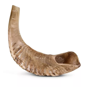 Shofar Auténtico Hecho a Mano con Cuerno de Carnero para Israel, Cuerno de Oveja Pulido para Ceremonias Judías, Rosh Hashanah, Yom Kippur, Rituales, Música - Product Image 1