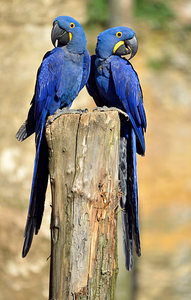 Hyacinth Macaw Live Birds for Breeding <b>Aviaries</b> Ornamental Bird Keeping Wholesale Supplier NMF (PVT) LTD South Africa Company - Product Image 1