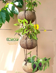 Pot de plante en coquille de noix de coco |   Jardinière rustique naturelle pour plantes succulentes, fleurs, herbes et décoration de jardin domestique |   Eco2go Vietnam - Product Image 6