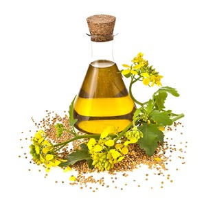 Huile de canola raffinée à prix d'usine et approuvée, disponible en vrac ou en bouteille plastique – Huile végétale de qualité à bas prix - Product Image 1