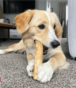 Pet Dog Chew <b>Toys</b> Wooden Molar <b>Teeth</b> Clean Stick Halloween Liver Flavor Durable Classic Animal Print Carton for - Product Image 5