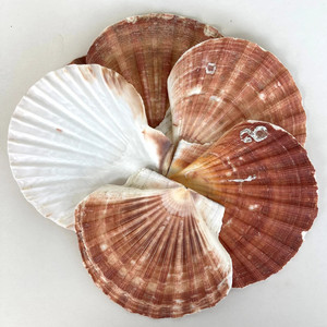 Conchas de vieira grandes y económicas, conchas marinas naturales para hacer manualidades - Product Image 6