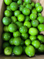 Zaadloze groene limoenen, verse citrusvruchten, Vietnam oorsprong, 30-45 dagen koelopslag houdbaarheid. Levert u limoenen.
