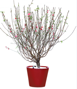 Maceta cuadrada de plástico de 18cm, alta calidad, duradera, ligera, resistente a la intemperie, ideal para el hogar, balcón, patio y plantas de jardín - Product Image 6