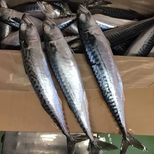 CREKS Caballa Congelada IQF en Bloque Entero, Envasada al Vacío en Agua, Mariscos Sostenibles, 10 kg, Grado de Exportación para Servicios de Alimentación - Product Image 4