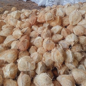 มะพร้าวสดแบบแกะเปลือกครึ่งลูก (WA +84914319488) - Product Image 1