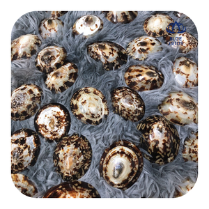 Conchas de Limpet Naturales al por Mayor, Conchas Marinas para Decoración e Industria Acuícola - Product Image 1