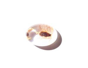 Escorpión Dorado, Espécimen Real, Cabujón de Plástico Ovalado de 12x18 mm, Base Plana Transparente para Manualidades y Joyería - Product Image 2