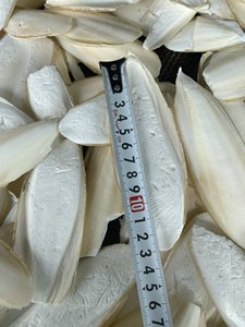 Premium Export Squid Bone and Cuttlefish Bone Dried Style Hot Deal/ Ms. Lima - Product Image 5
