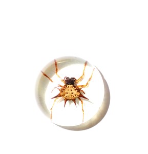 Espécimen Real de Araña Espinosa en Cabujón de Plástico Redondo de 25x25 mm con Base Plana Transparente para Manualidades y Joyería - Product Image 6