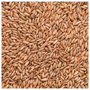 เมล็ดข้าวไรย์เกรดพรีเมียมขายส่ง เมล็ดข้าวไรย์ธรรมชาติสะอาดสำหรับการบด อบ ต้ม ใช้เป็นอาหารสัตว์ จำหน่ายจำนวนมาก ราคาแข่งขัน - Product Image 1