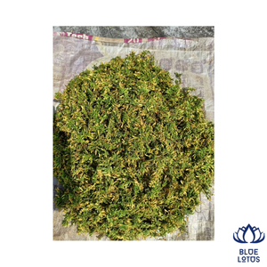 BEST-SELLER Tisane de fleurs de papaye mâle séchées 100% naturelles, éco-responsable, de qualité supérieure, pour la santé et le bien-être, OEM Vietnam Direct Blue - Product Image 1