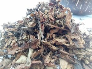 Premium Dried Grass Jelly Leaves Vietnam Supplier Natural Mesona Herb Material for Jelly Drink Ingredient Bulk Supply - Product Image 4