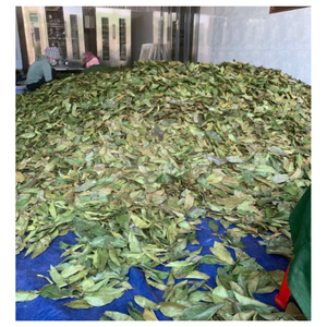 ใบชื่นฉิ่งจำนวนมากสำหรับจัดหาส่วนผสมทางพฤกษศาสตร์ - Product Image 6