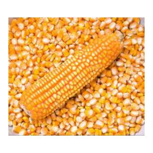 Maíz Amarillo de Alta Energía para Alimentación Animal, Grano de Maíz para Aves de Corral, Ganado Vacuno, Suministro al por Mayor, Exportación de Maíz - Product Image 6
