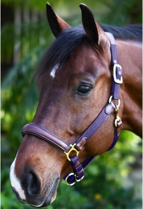 Harnais de course pour chevaux en nylon durable de qualité supérieure, avec surpiqûres fantaisie, quincaillerie en acier inoxydable et laiton, taille personnalisée, par Horsekraft - Product Image 4