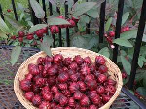 Pétales d'hibiscus séchés de qualité pour usage cosmétique, ingrédients naturels pour soins de la peau, pétales de fleurs séchées en vrac, fourniture d'usine, meilleur prix - Product Image 6