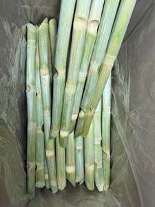 Bâtonnets de canne à sucre surgelés de qualité supérieure, origine vietnamienne, canne à sucre naturelle surgelée, canne à sucre fraîche, qualité alimentaire, vente en gros - Product Image 1
