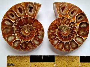 Ammonite Gemstone Loose Cabochon Natural Wholesale Mix Gems - Product Image 3