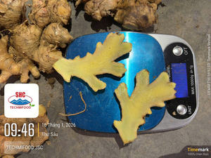 Gingembre frais le plus vendu du Vietnam, TECHMIFOOD, offrant des livraisons en vrac pour les acheteurs étrangers - Product Image 3