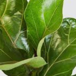 Feuilles de figuier/Ficus carica/Anjeer ke Pattay - Product Image 3